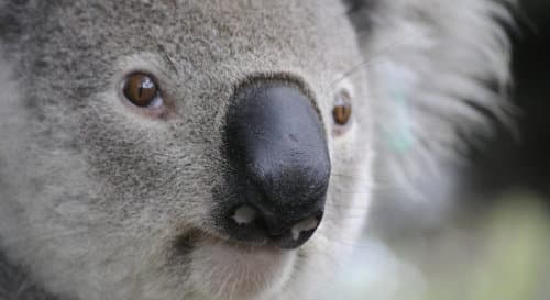 Australia votes for hope and change and an end to toxic politics