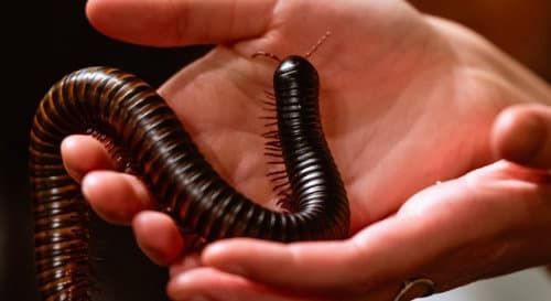 December was the month of the millipede. You may have been distracted