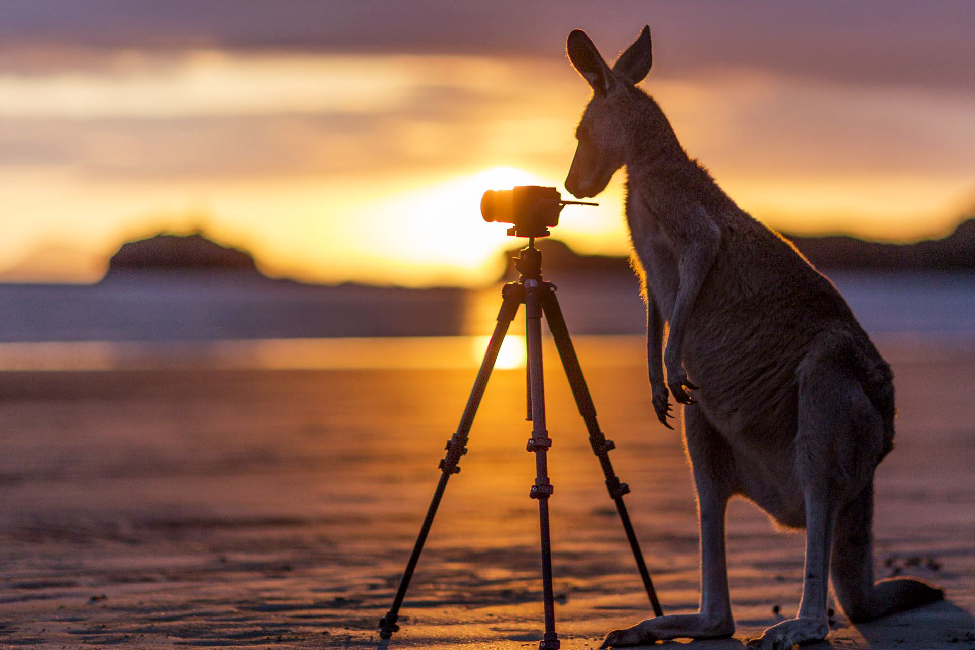 Cours d'anglais en Australie