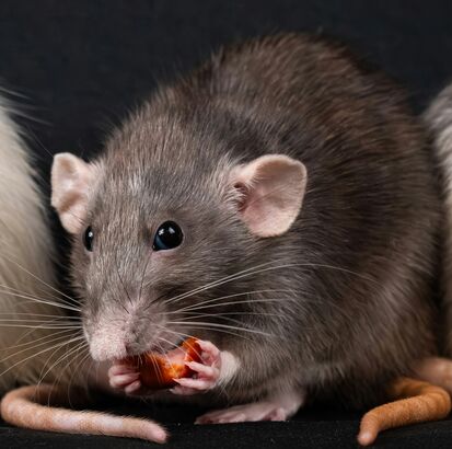 fatal 2nikolett emmert LwgDDVloWMI unsplash 750x410