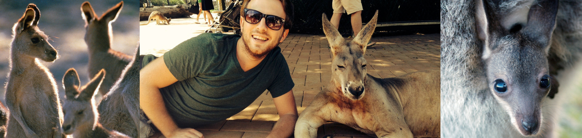 kangaroo_australie.jpeg